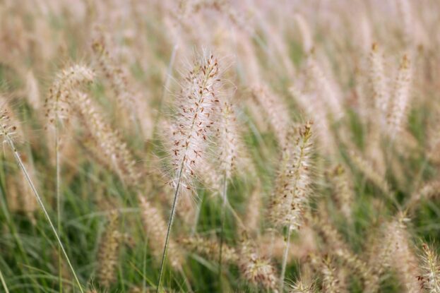 Pennisetum 'Hameln', Lampenputzergras