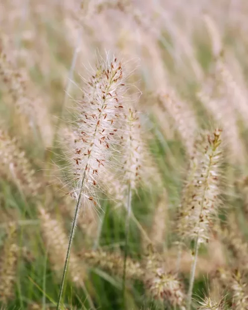 Pennisetum 'Hameln', Lampenputzergras