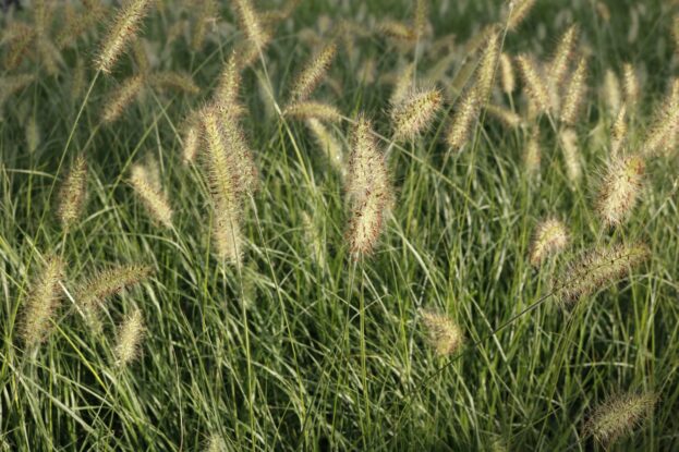 Pennisetum Hameln 3 jpg