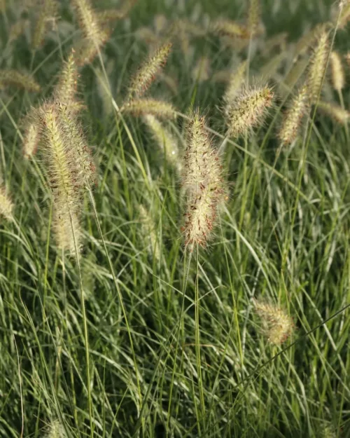 Pennisetum Hameln 3 jpg