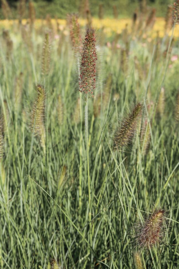 Pennisetum 'Hameln', Lampenputzergras