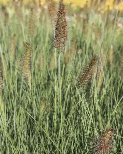 Pennisetum 'Hameln', Lampenputzergras