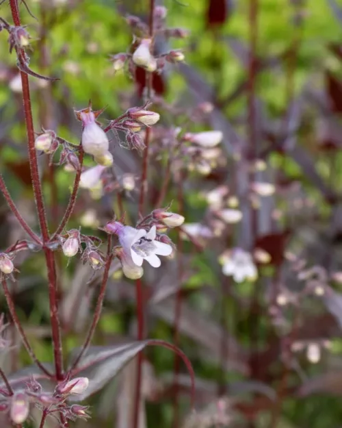 Penstemon 'Husker Red', Fingerhut-Bartfaden