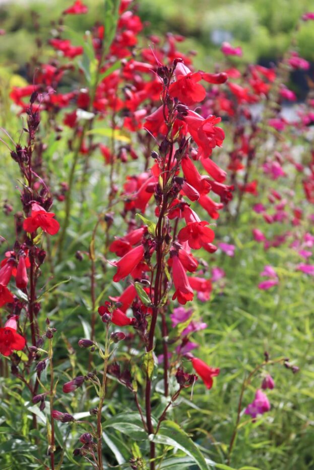 Penstemon 'Paul Schönholzer', Bartfaden