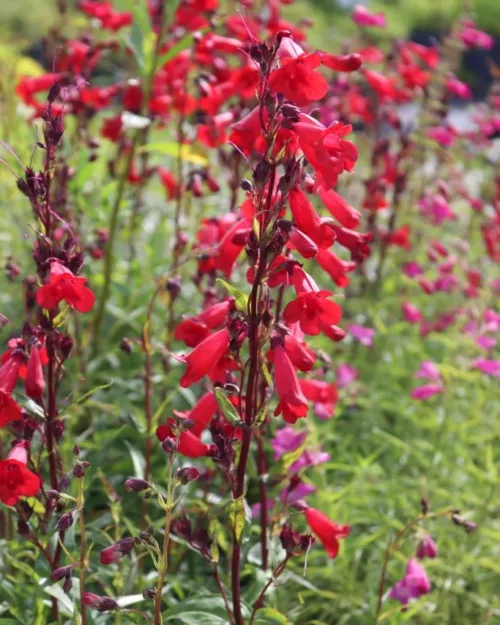 Penstemon 'Paul Schönholzer', Bartfaden