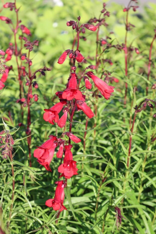 Penstemon 'Paul Schönholzer', Bartfaden