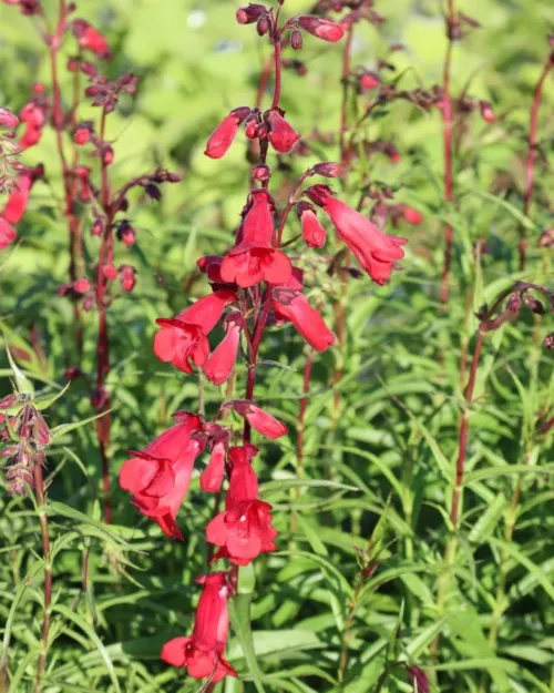 Penstemon 'Paul Schönholzer', Bartfaden