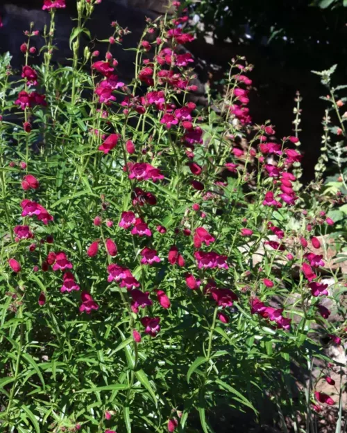 Penstemon 'Tabasco', Bartfaden