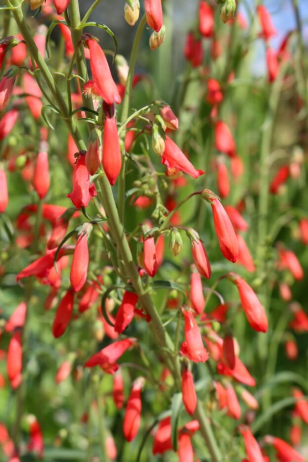 Penstemon barbatus 'Coccineus', Bartfaden