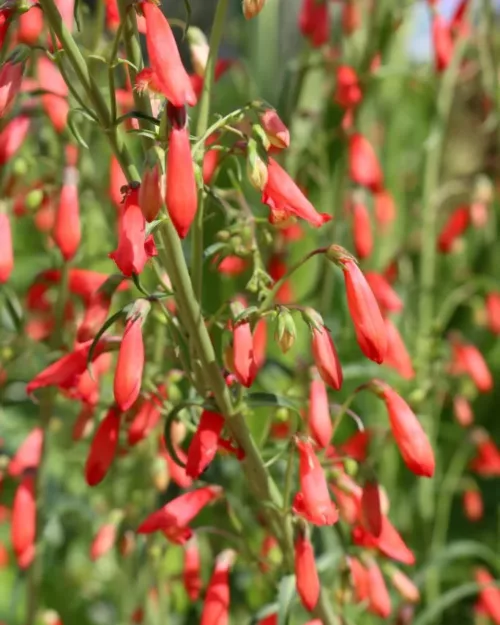 Penstemon barbatus 'Coccineus', Bartfaden