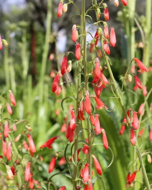 Penstemon barbatus 'Coccineus', Bartfaden