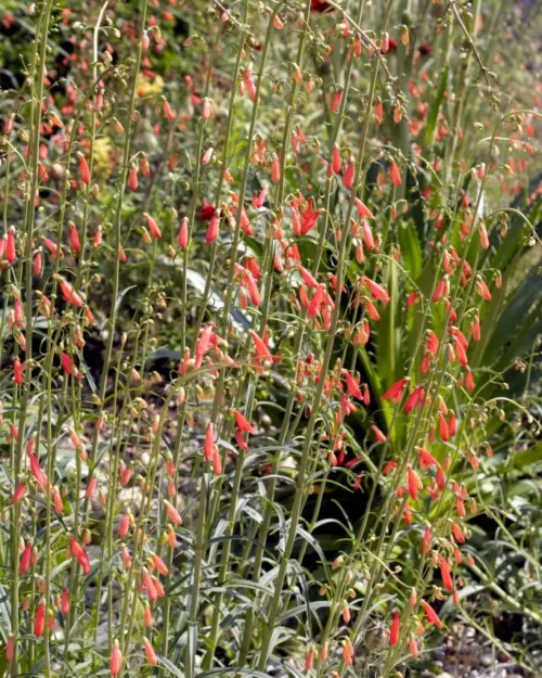 Penstemon barbatus 'Coccineus', Bartfaden