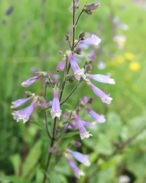 Penstemon hirsutus var. pygmaeus, Zwerg-Bartfaden