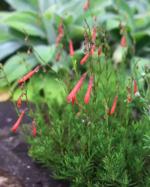 Penstemon pinifolius - Kiefernblättriger Bartfaden