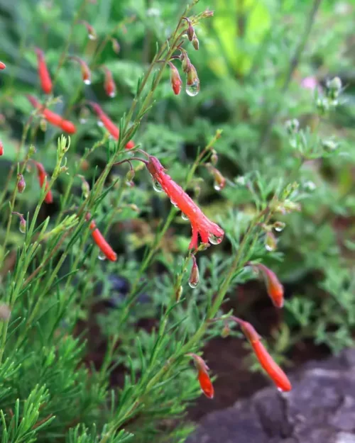 Penstemon pinifolius - Kiefernblättriger Bartfaden