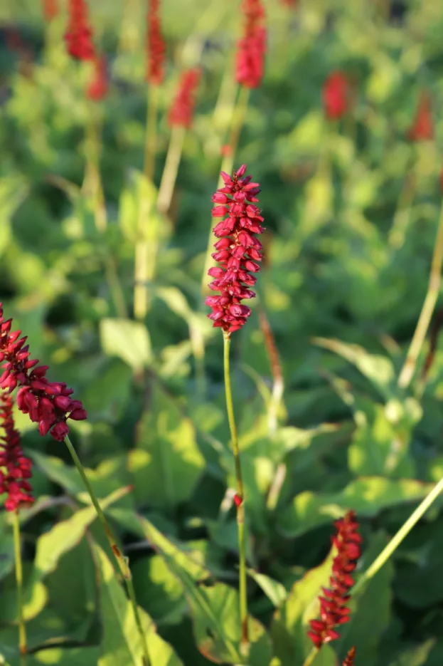 Persicaria 'Fat Domino', Kerzen-Knöterich