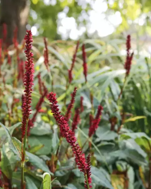 Persicaria Fat Domino 1 jpg