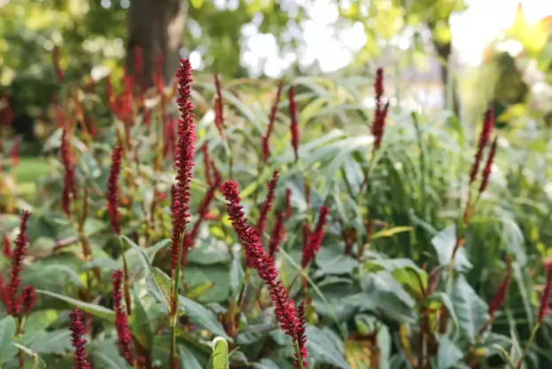 Persicaria Fat Domino 1 jpg