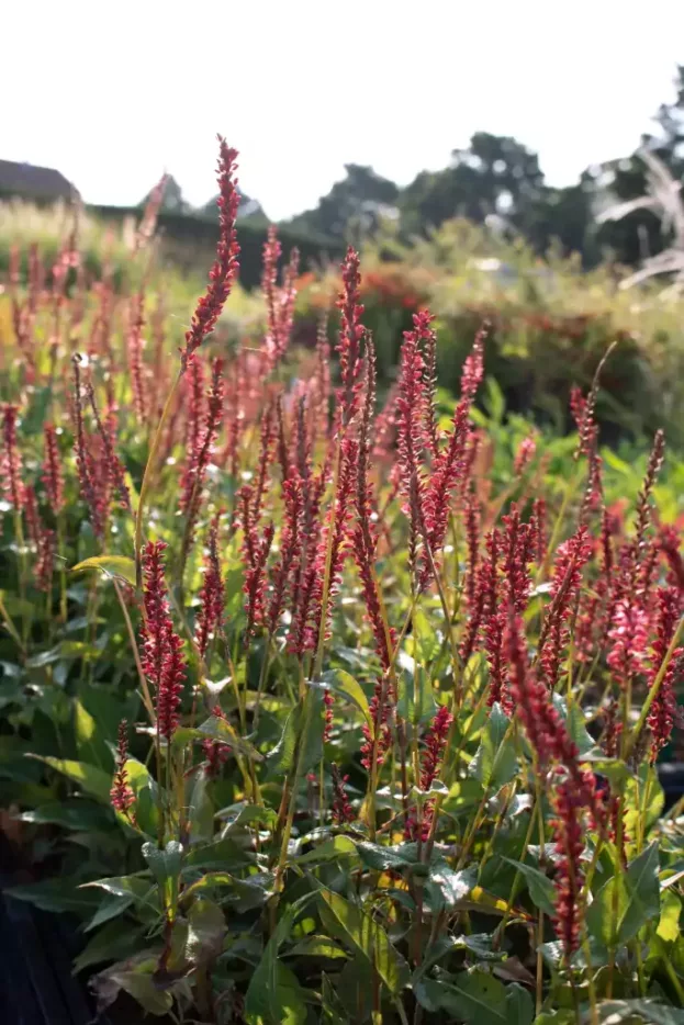 Persicaria 'Orangofield', Schlangenknöterich