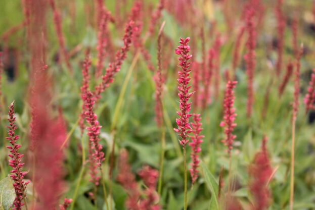 Persicaria 'Orangofield', Kerzenknöterich