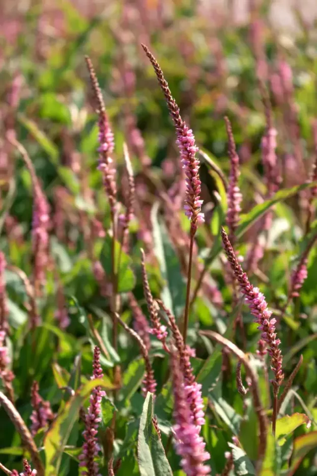 Persicaria Pink Elephand jpg