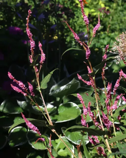 Persicaria 'Pink Elephant', Kerzenknöterich