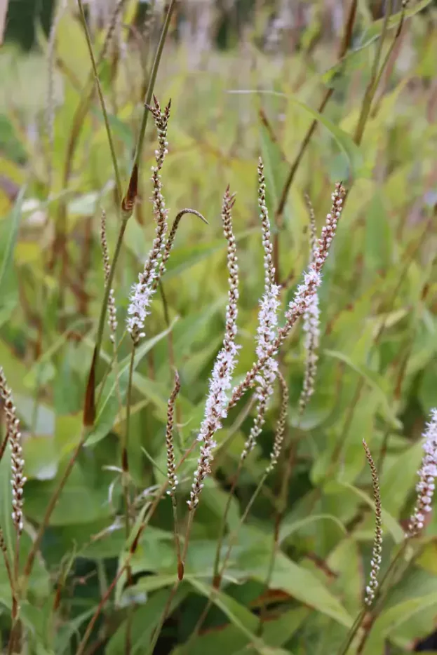 Persicaria amplexicaule 'Album', Schlangenknöterich