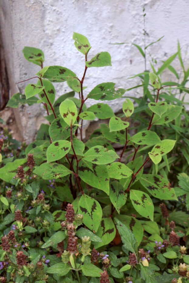 Persicaria filiformis, Faden-Knöterich
