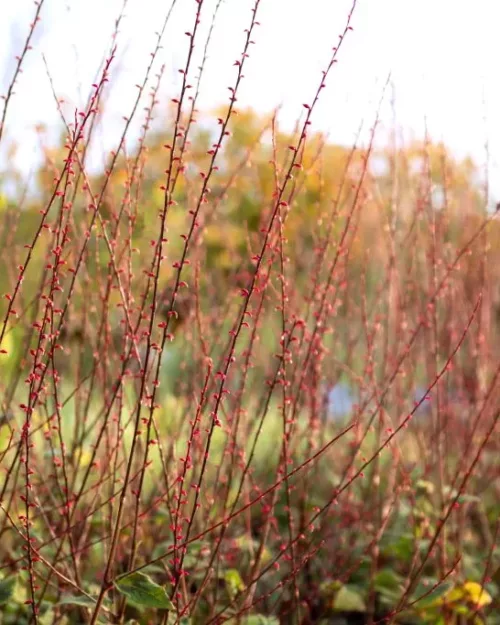 Persicaria filiformis, Faden-Knöterich