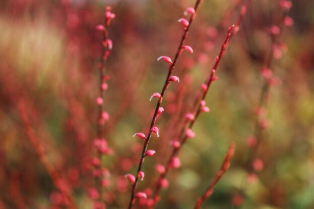 Persicaria filiformis, Faden-Knöterich
