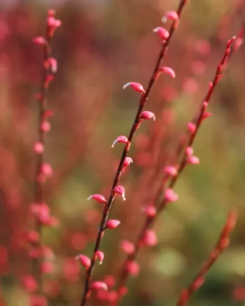 Persicaria filiformis, Faden-Knöterich