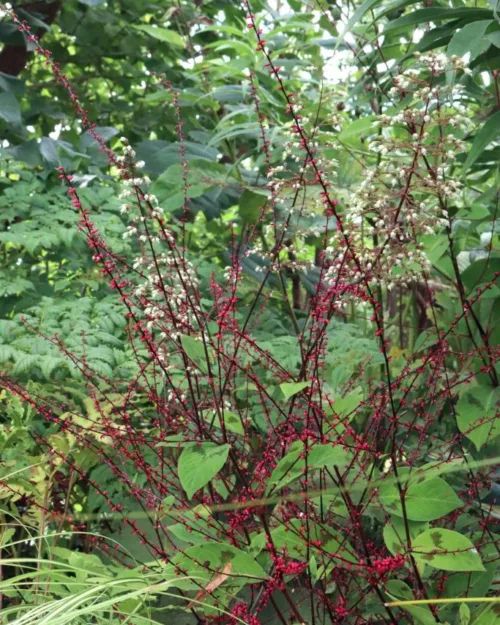 Persicaria filiformis, Faden-Knöterich