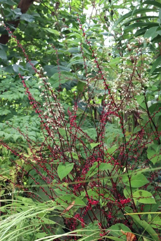 Persicaria filiformis, Faden-Knöterich