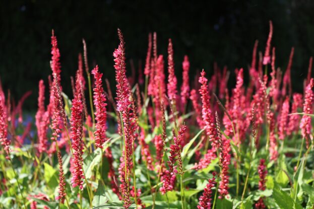 Persicaria amplexicaule 'Orangofield', Kerzen-Knöterich