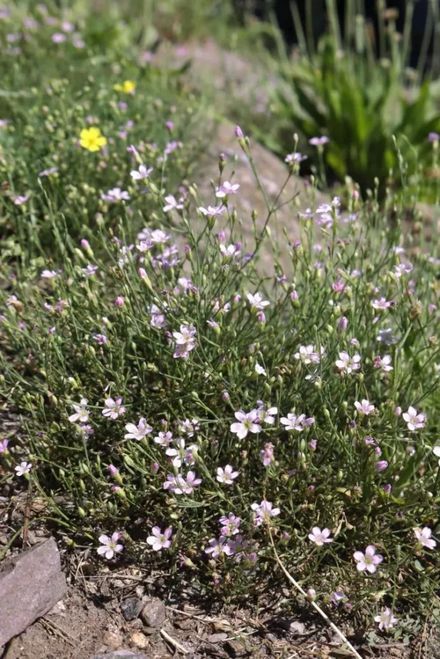 Petrorhagia saxifraga, Felsennelke