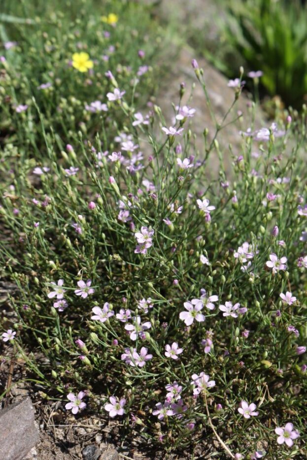 Petrorhagia saxifraga, Felsennelke