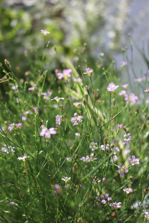 Petrorhagia saxifraga, Felsennelke