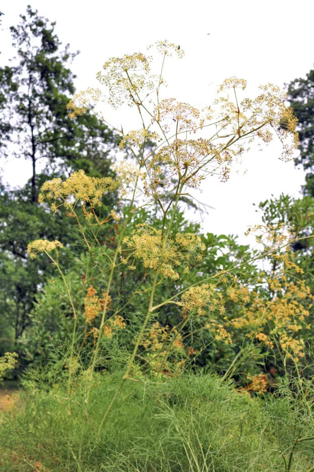 Echter Haarstrang, Peucedanum officinale