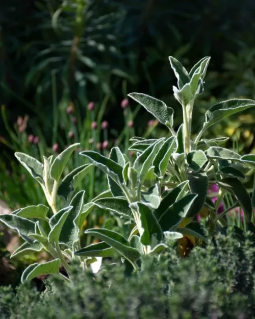 Phlomis fruticosa, Strauchiges Brandkraut