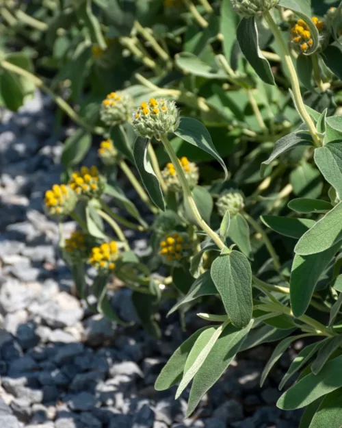 Phlomis fruticosa, Strauchiges Brandkraut