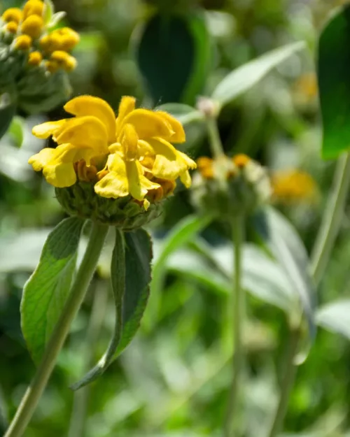 Phlomis fruticosa, Strauchiges Brandkraut