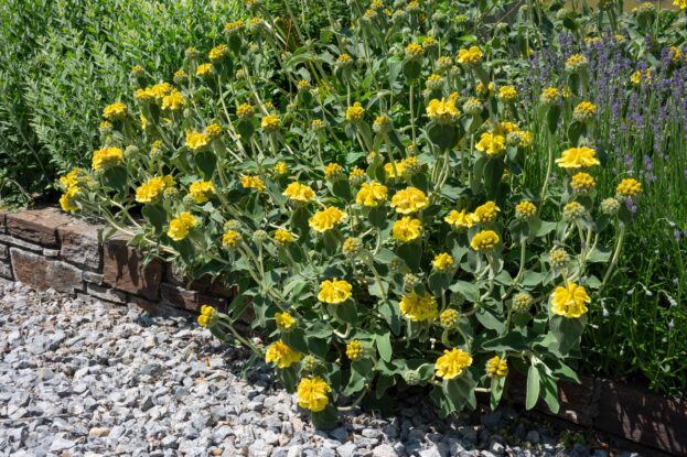 Phlomis fruticosa, Strauchiges Brandkraut