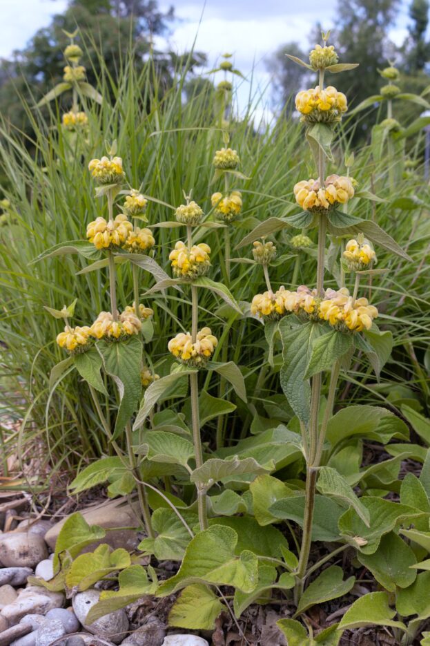 Phlomis russeliana, Brandkraut