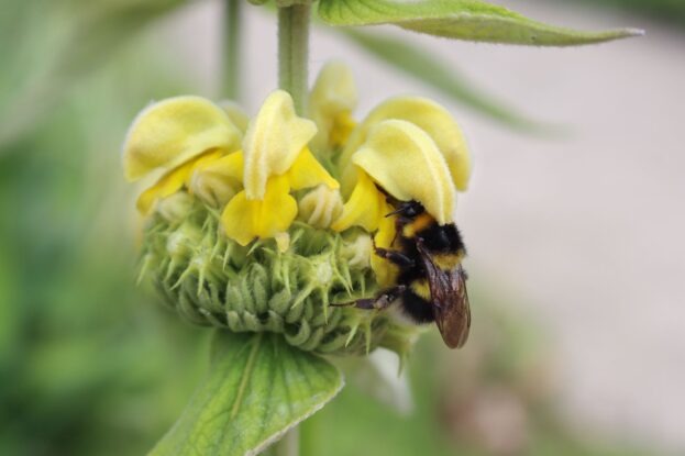 Phlomis russeliana, Brandkraut