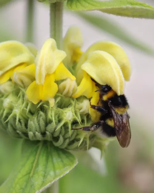 Phlomis russeliana, Brandkraut