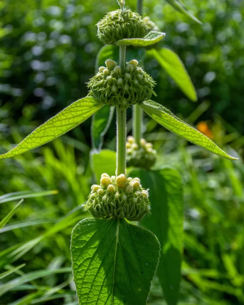 Phlomis russeliana, Brandkraut