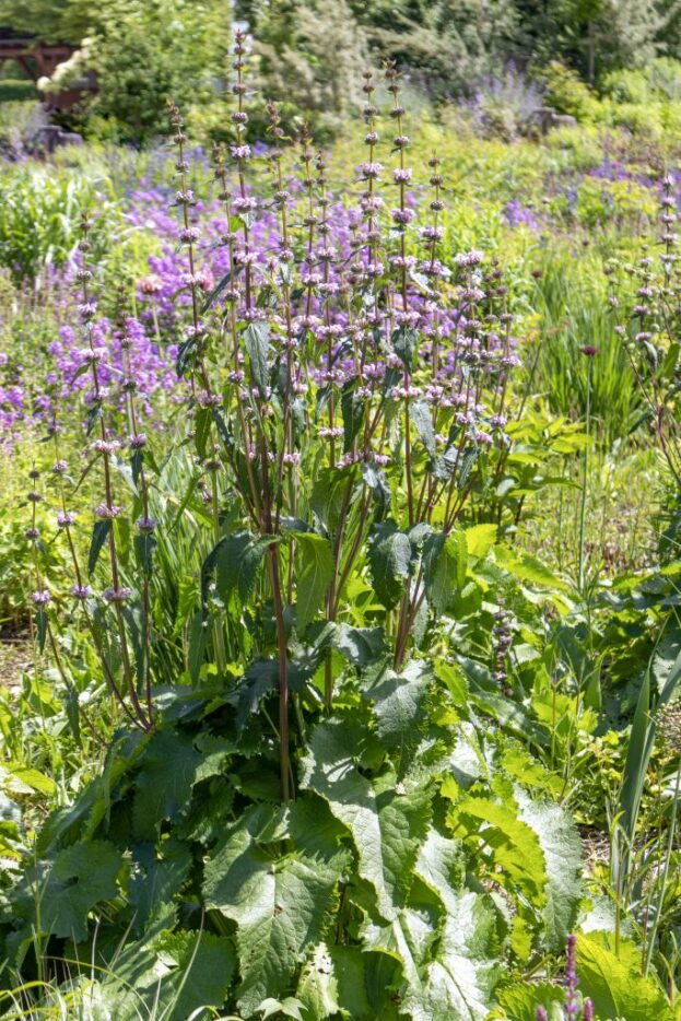 Phlomis tuberosa, Knolliges Brandkraut