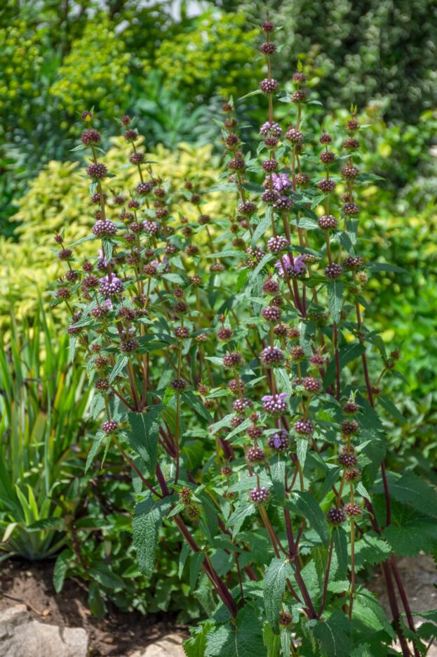 Phlomis tuberosa, Knolliges Brandkraut