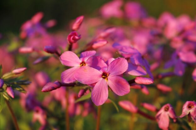Phlox stolonifera 'Home Fires', Wald-Phlox