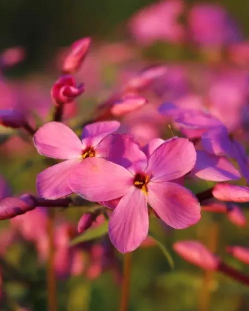 Phlox stolonifera 'Home Fires', Wald-Phlox
